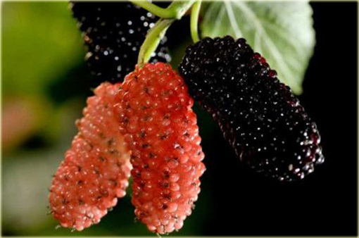 Morwa czarna Potrójna Korona, jeżyna gigant